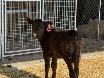 Bottle calf