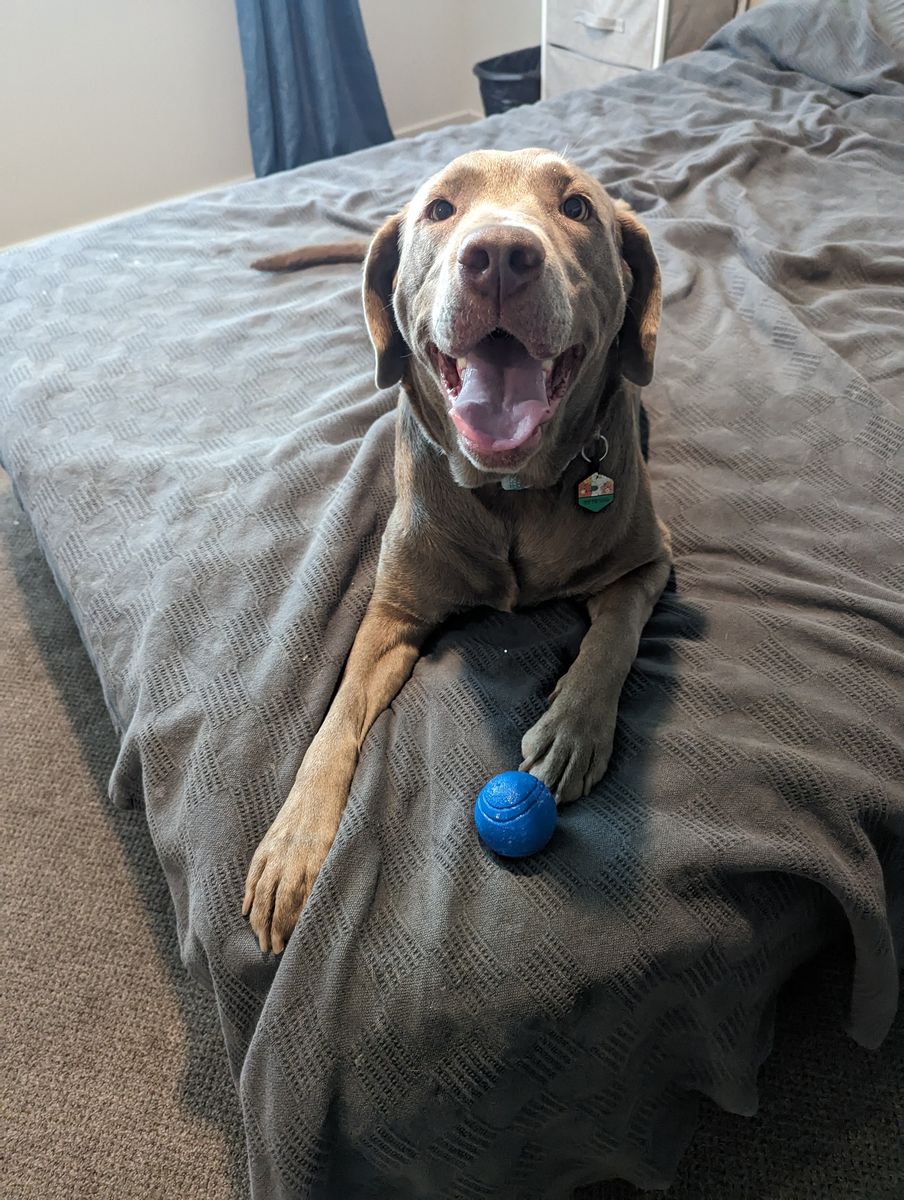Sue, the Sweetest Silver Lab