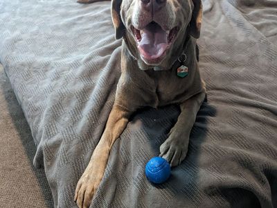 Sue, the Sweetest Silver Lab
