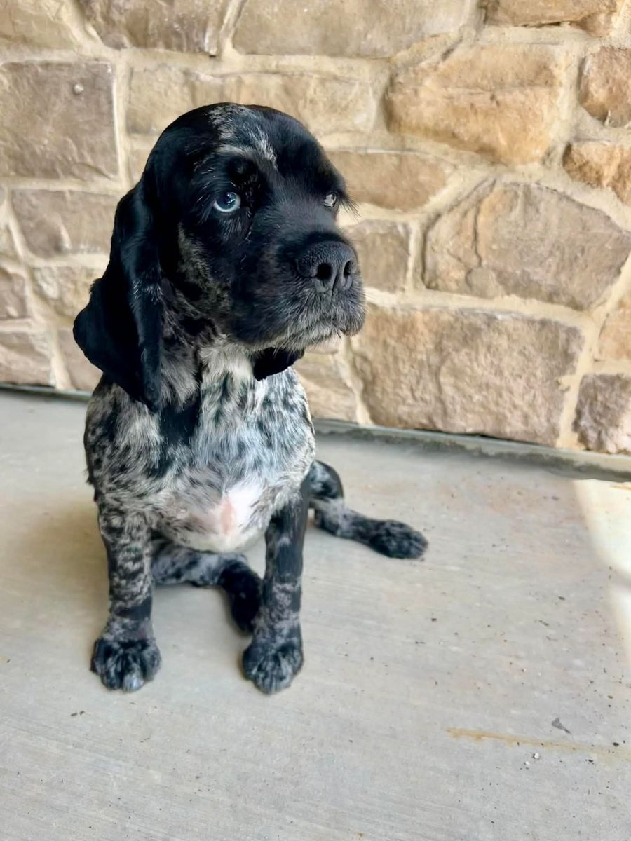 Adorable Cocker Spaniel female/has had one litter