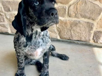 Adorable Cocker Spaniel female/has had one litter