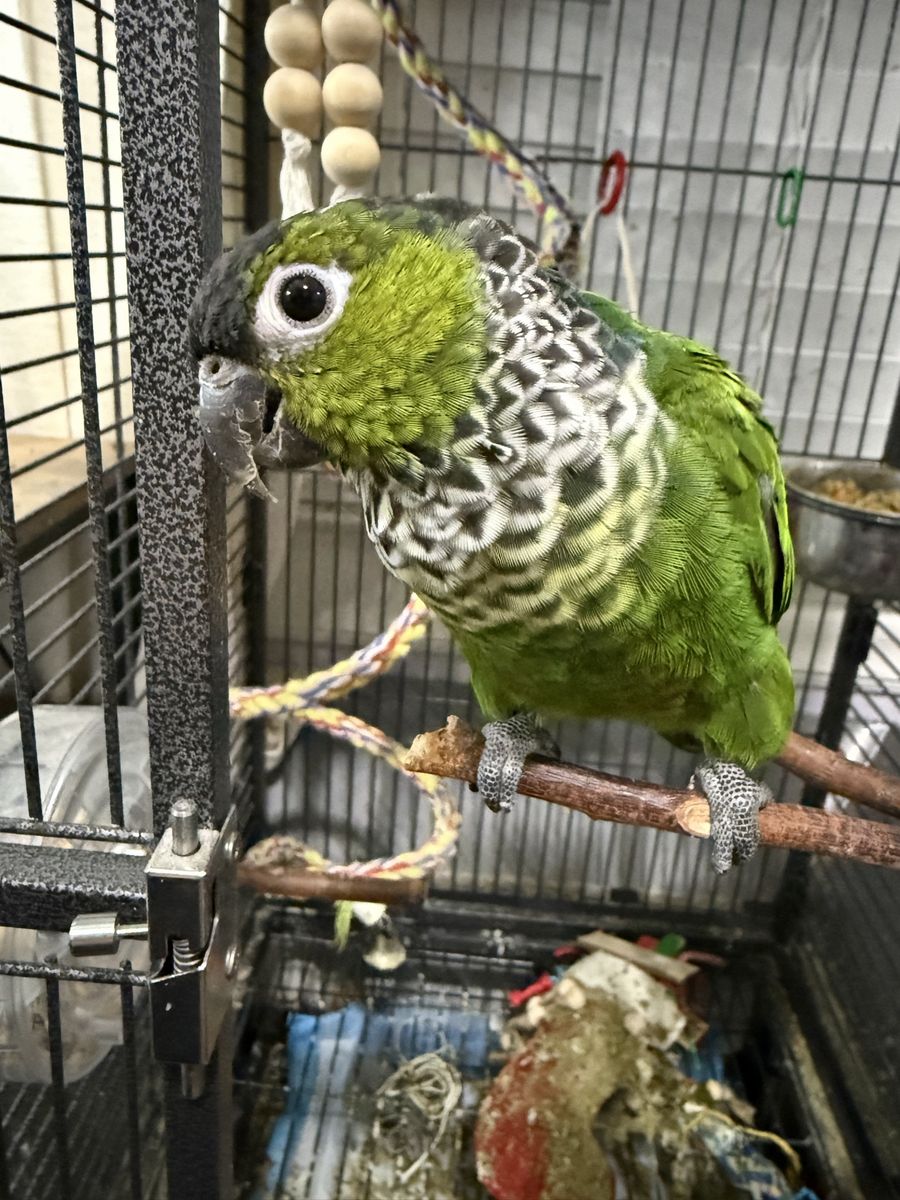 Black Cap Conure