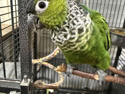 Black Cap Conure