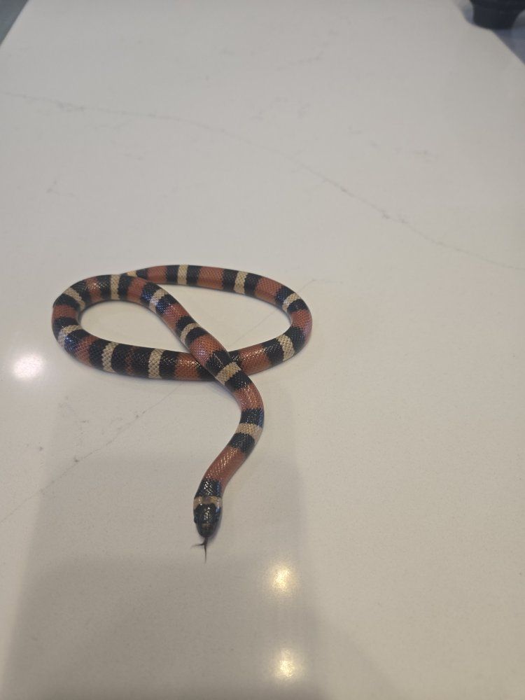 Beautiful Milk Snake - Tri-color, Healthy, and Ready for a New Home