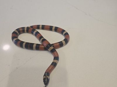 Beautiful Milk Snake - Tri-color, Healthy, and Ready for a New Home