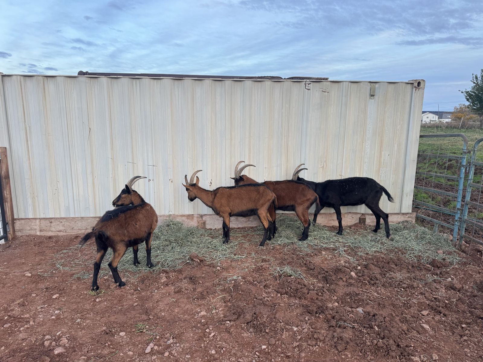Pack Goats