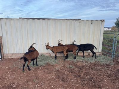 Pack Goats