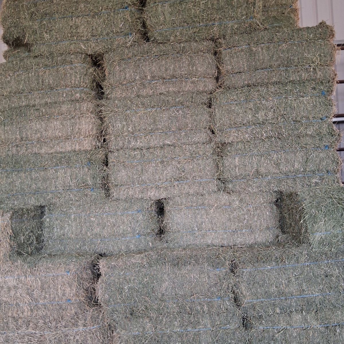 alfalfa hay