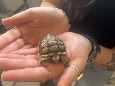 Baby sulcata tortoise