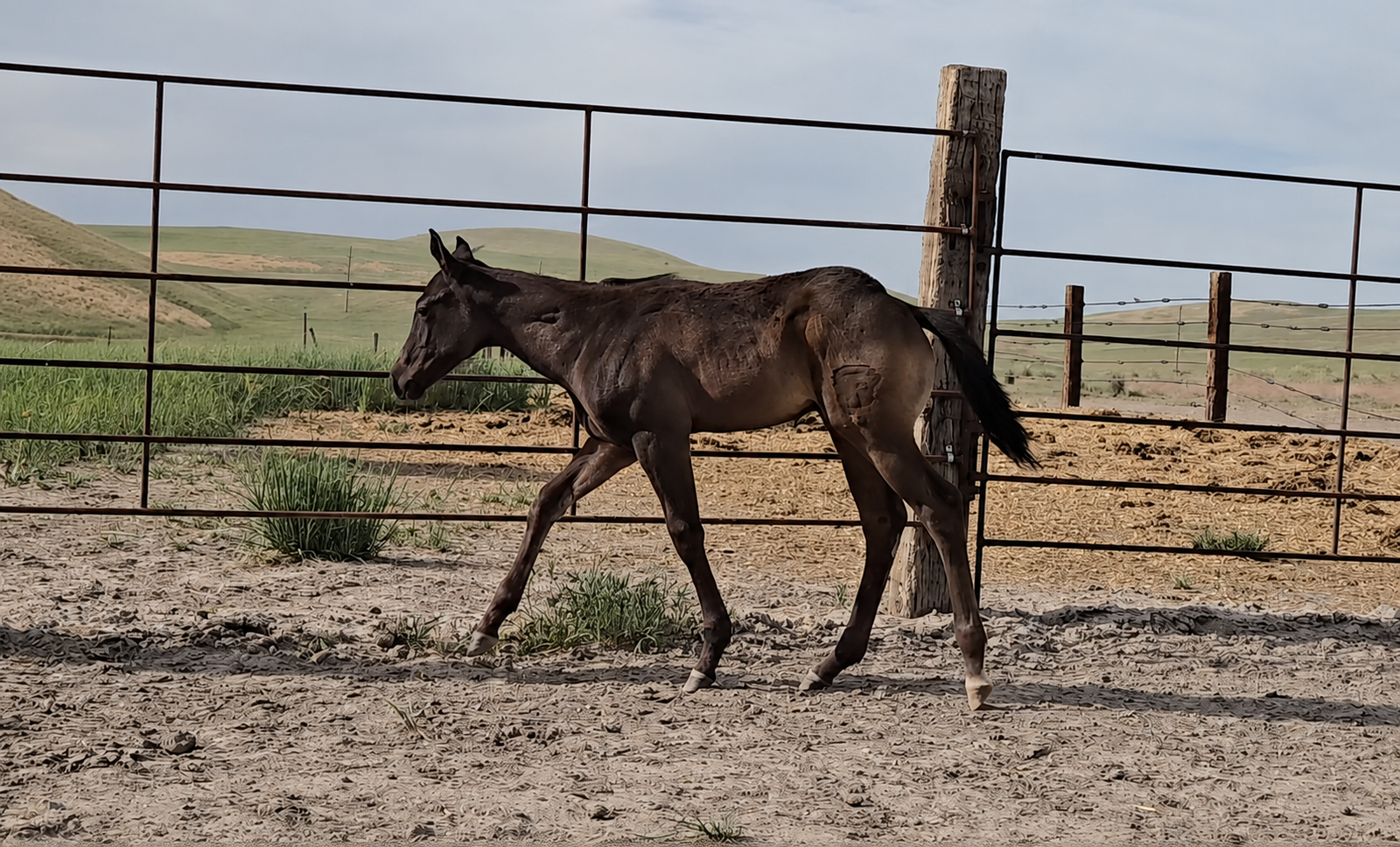 AQHA Black Stud Colt