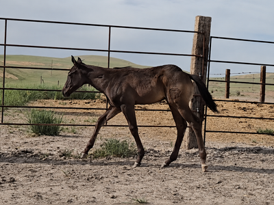 AQHA Black Stud Colt