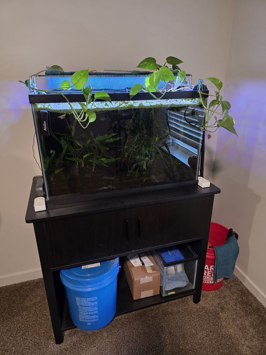 Full Fish Tank Setup - 29 Gallon
