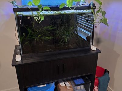 Full Fish Tank Setup - 29 Gallon