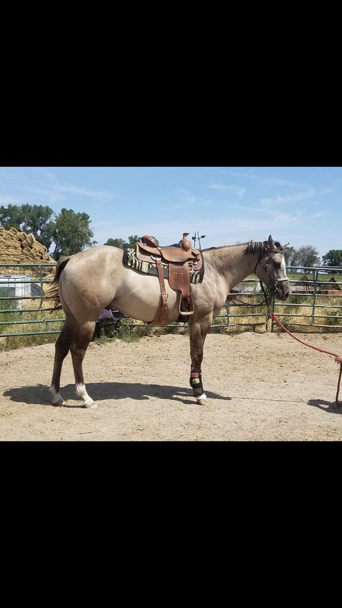 AQHA Papered Gelding