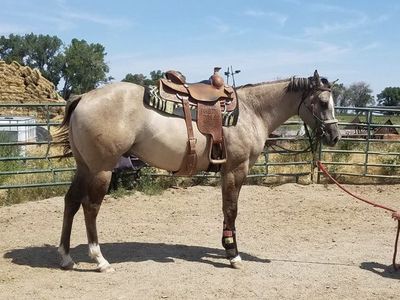 AQHA Papered Gelding