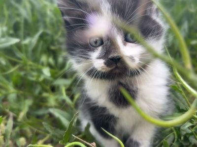Very socialized Kittens!!! Good mousers!