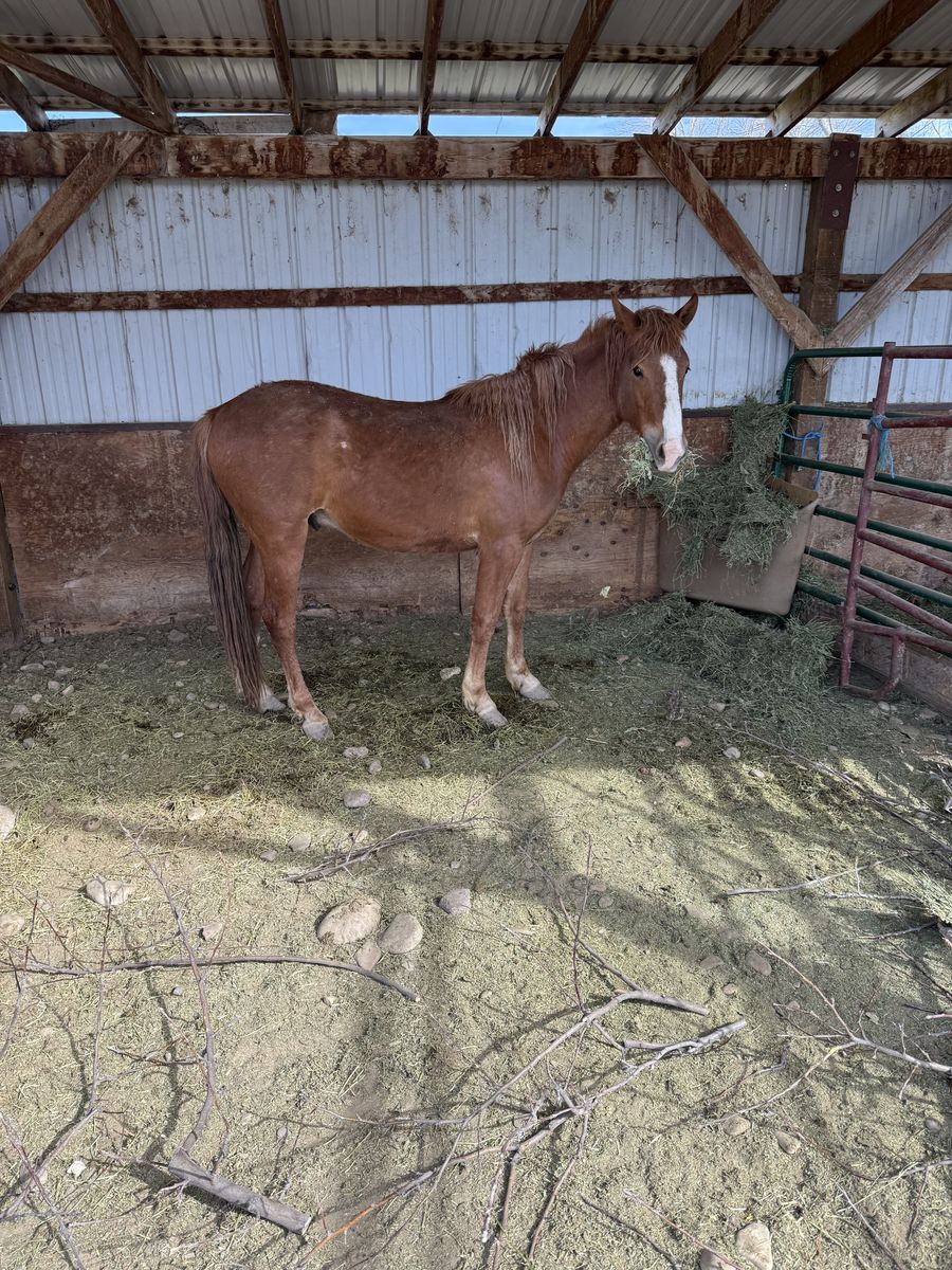2 yo gelding