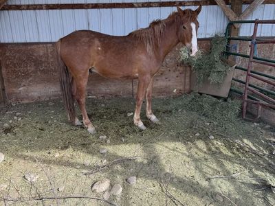 2 yo gelding