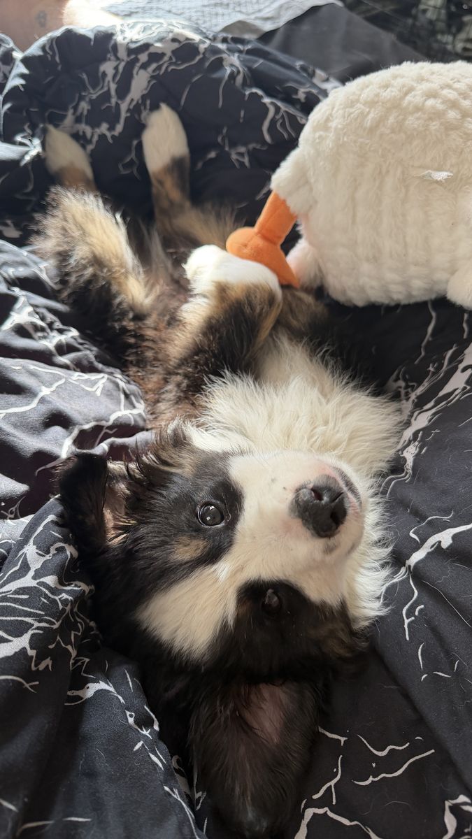 mini aussie puppy