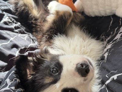 mini aussie puppy