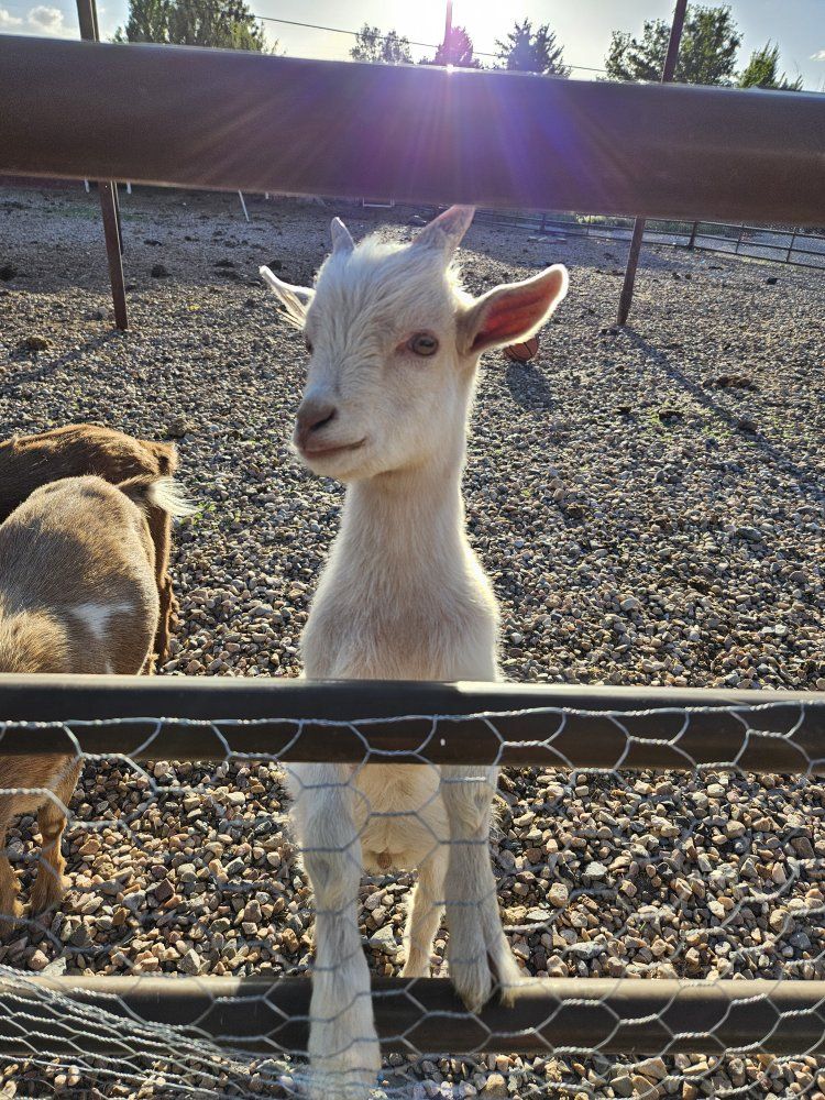 Male Nigerian dwarf babies