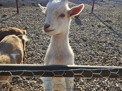 Male Nigerian dwarf babies