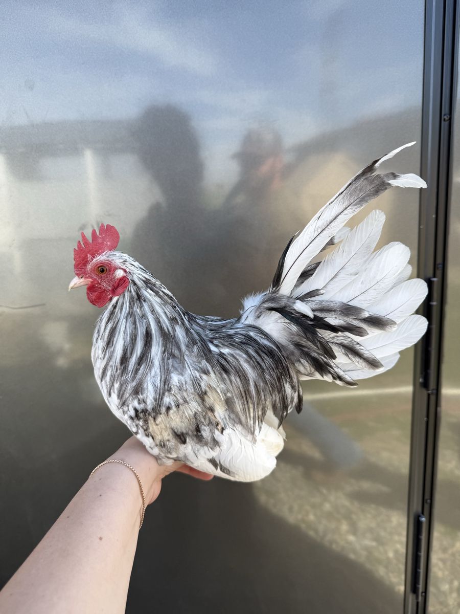 Azteca Rooster