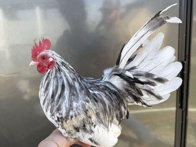 Azteca Rooster