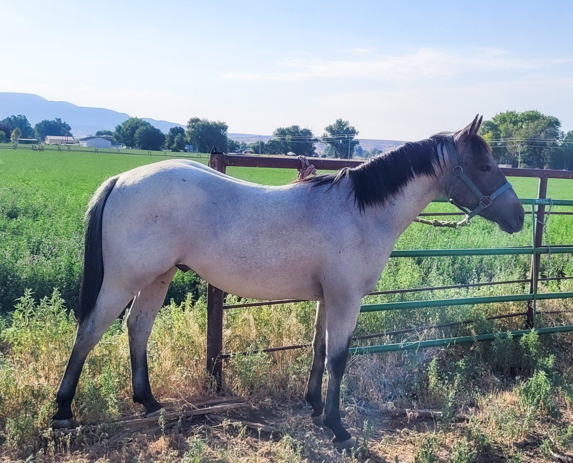 2025 AQHA Cutting prospect