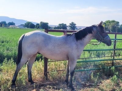 2025 AQHA Cutting prospect
