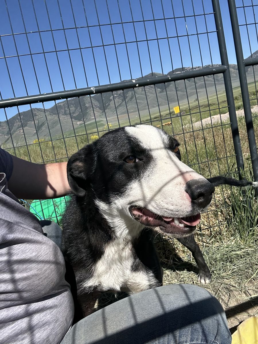 2 year old Uncut Border collie