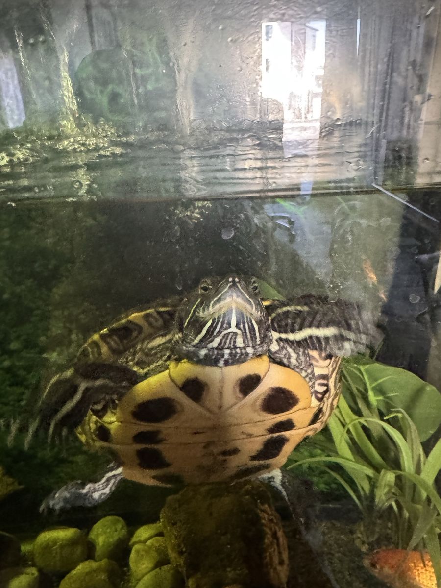 Adult female Red eared slider turtle