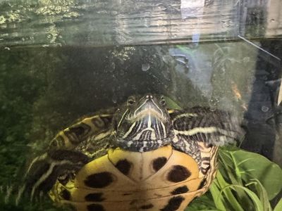 Adult female Red eared slider turtle