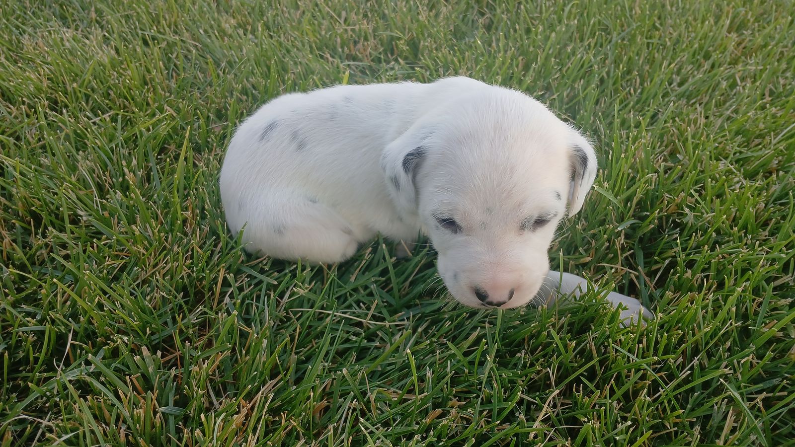 Dalmatian Puppies