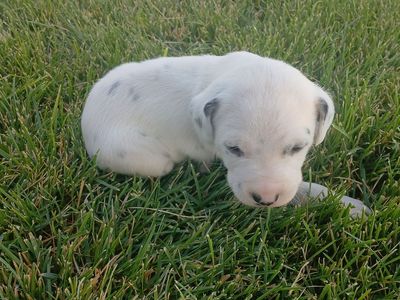 Dalmatian Puppies