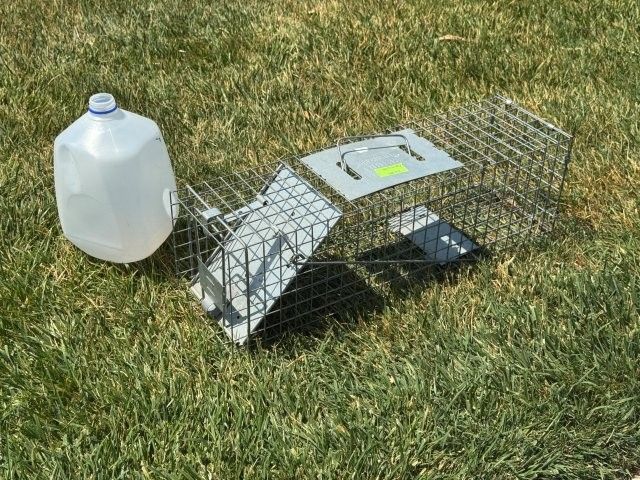 Havahart Live Animal Trap (24" x 7" x 7")