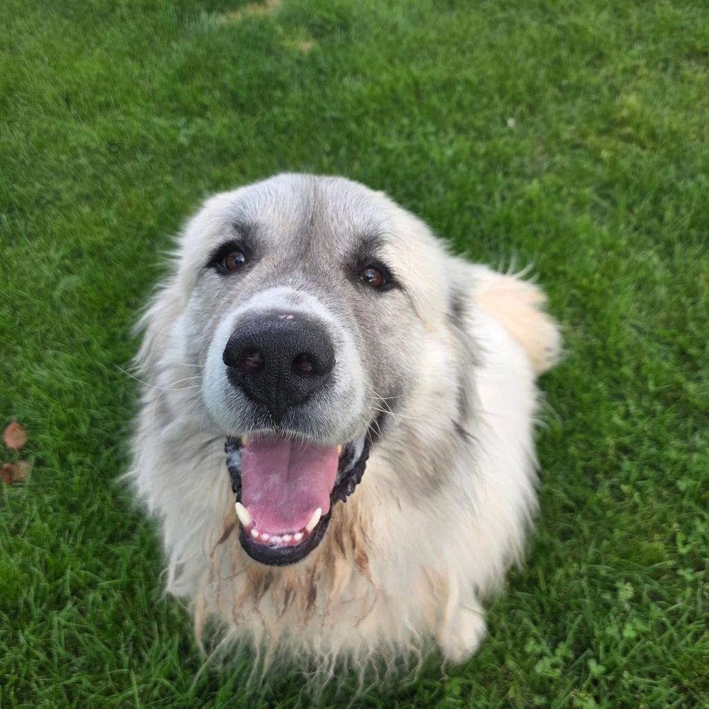 Hello my name is Gandolf the Great