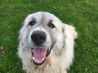 Hello my name is Gandolf the Great