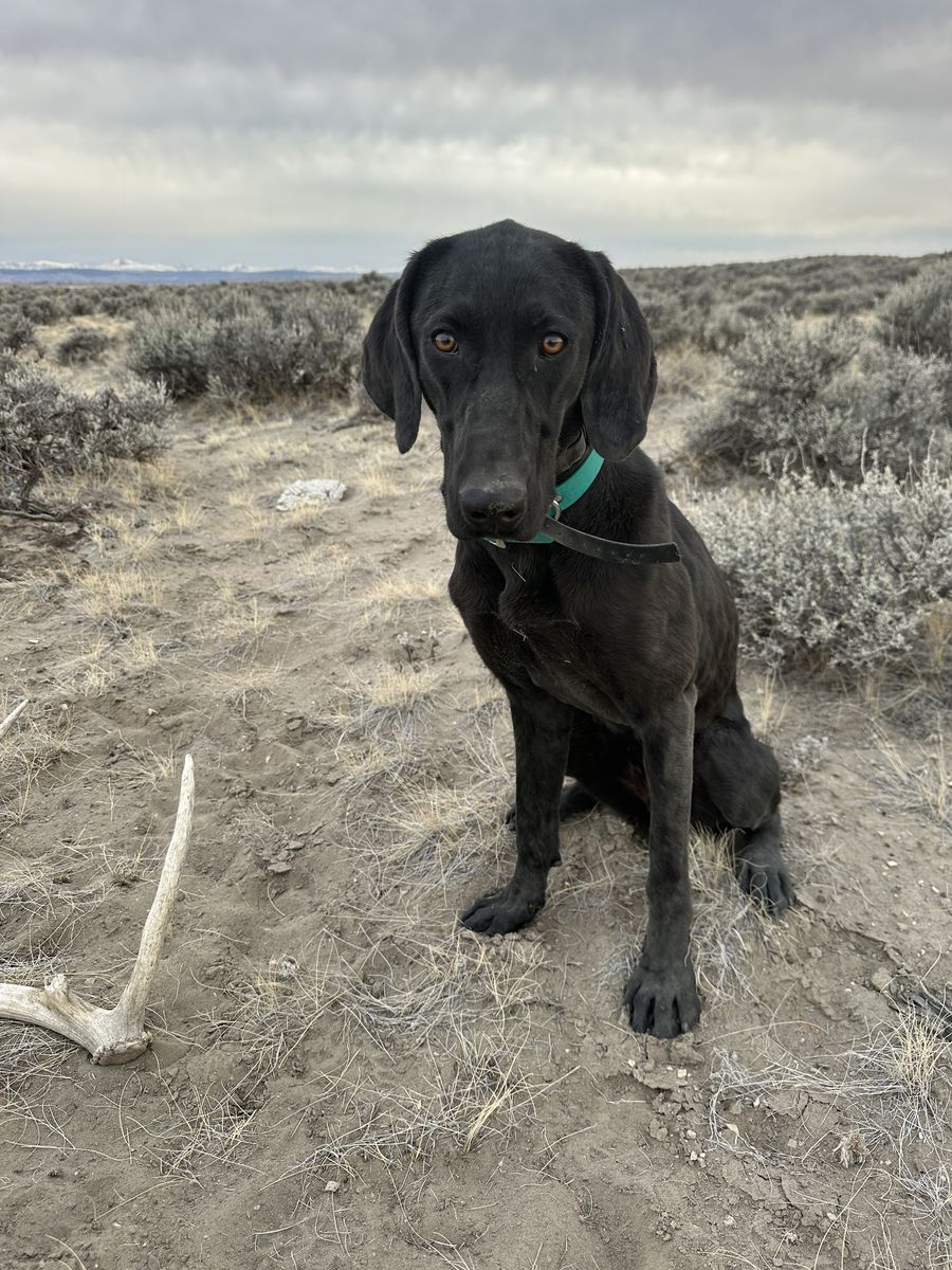 Professionally Trained Shed Antler Labrador Pup