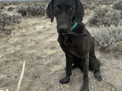 Professionally Trained Shed Antler Labrador Pup