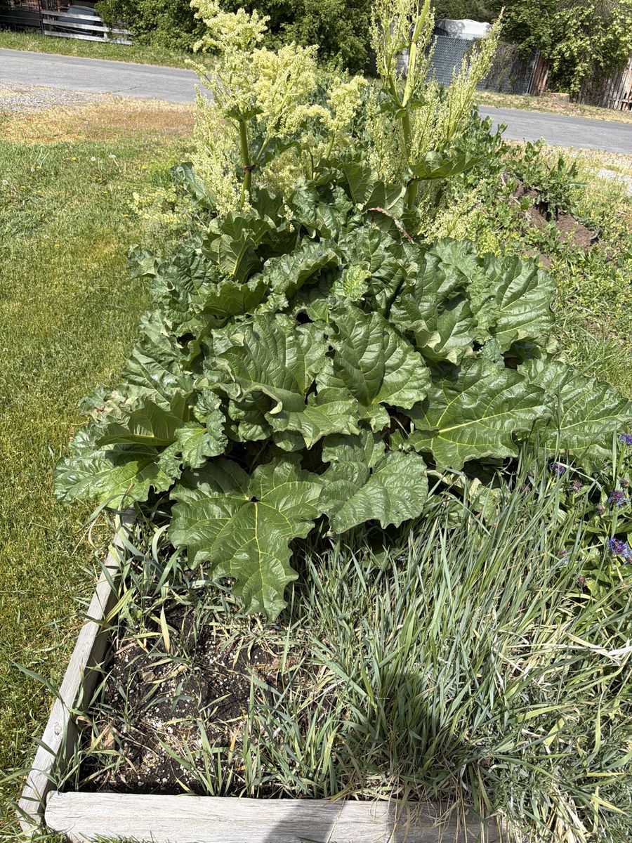 Rhubarb ready to pick