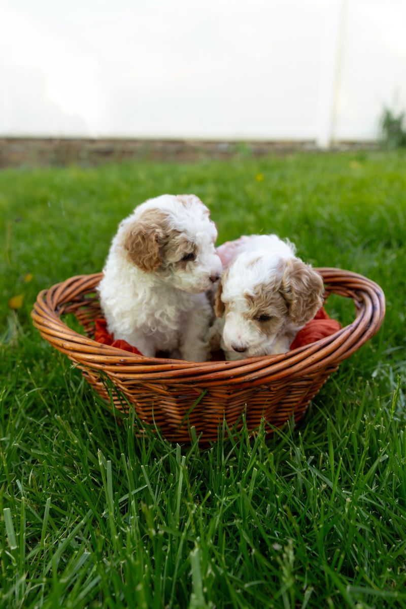 Poodle Puppies! Hypoallergenic, Red & White Parti, Deep Red, Tan, Miniature Poodle, Moyen Poodle, AKC Registered