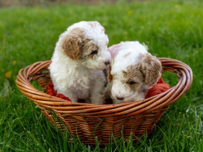 Poodle Puppies! Hypoallergenic, Red & White Parti, Deep Red, Tan, Miniature Poodle, Moyen Poodle, AKC Registered