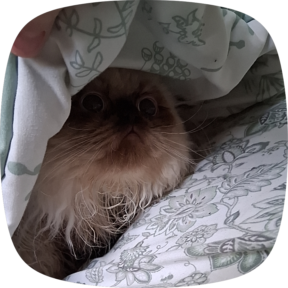 Purebred persian female kitten