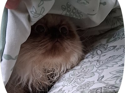 Purebred persian female kitten