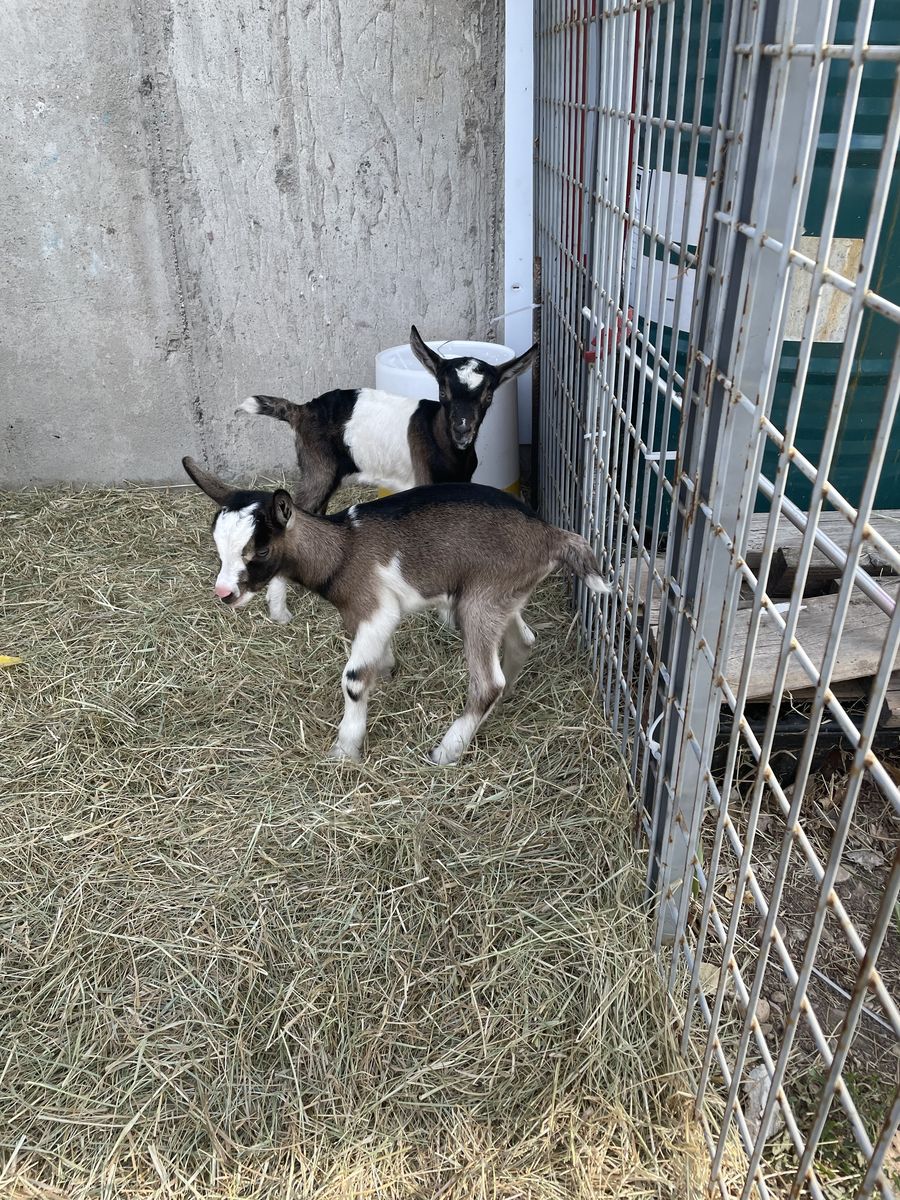 Alpine bottle doelings! Pet or pack goats