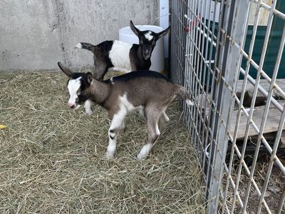 Alpine bottle doelings! Pet or pack goats