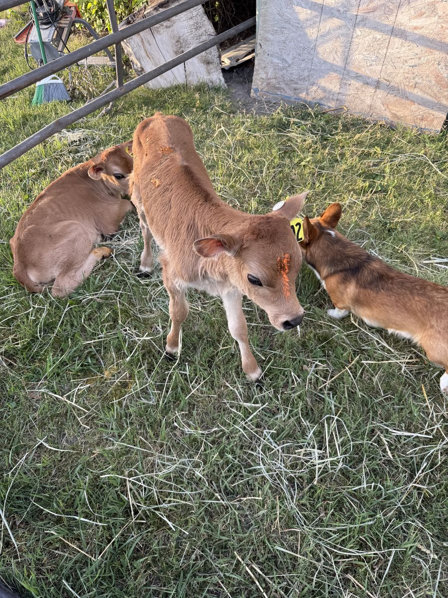 Week old Jersey bull calves