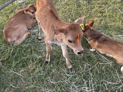 Week old Jersey bull calves