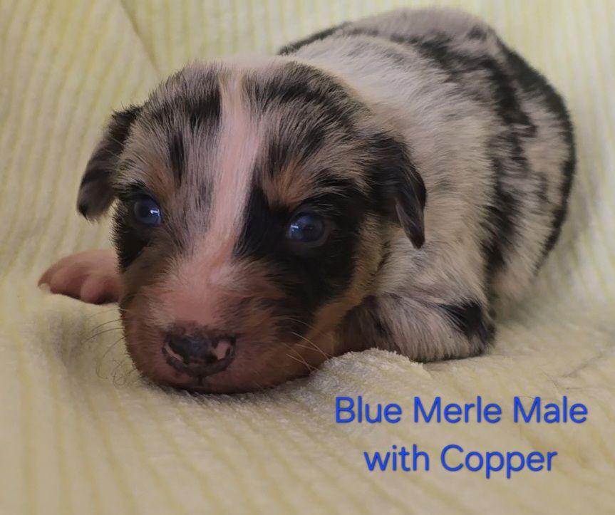 ASDR Registered Australian Shepherd Pups, Working Parents/Family Dogs